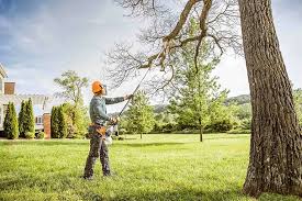 Best Emergency Tree Removal  in Kings Beach, CA